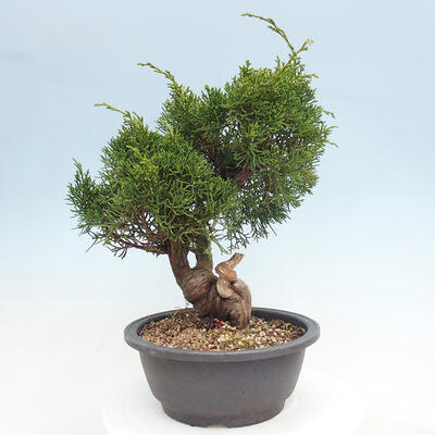 Vonkajší bonsai - Juniperus chinensis Itoigawa -Jalovec čínsky - 4