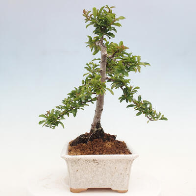 Vonkajší bonsai - Pyracantha tetón - Hlohyňa šarlátová - 4