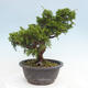 Vonkajší bonsai - Juniperus chinensis Itoigawa -Jalovec čínsky - 4/4