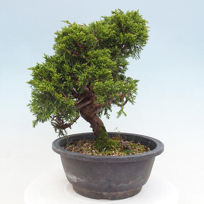 Vonkajší bonsai - Juniperus chinensis Itoigawa -Jalovec čínsky - 4