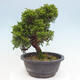 Vonkajší bonsai - Juniperus chinensis Itoigawa -Jalovec čínsky - 4/4