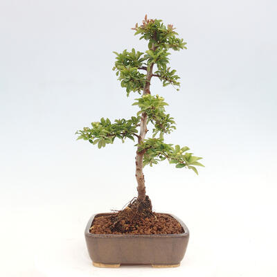 Vonkajší bonsai - Pyracantha tetón - Hlohyňa šarlátová - 4