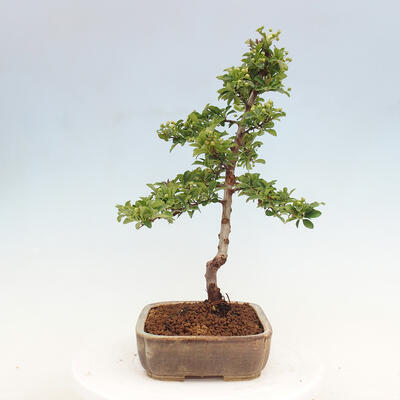 Vonkajší bonsai - Pyracantha tetón - Hlohyňa šarlátová - 4