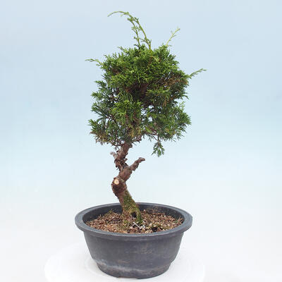 Vonkajší bonsai - Juniperus chinensis Itoigawa -Jalovec čínsky - 4