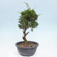 Vonkajší bonsai - Juniperus chinensis Itoigawa -Jalovec čínsky - 4/4