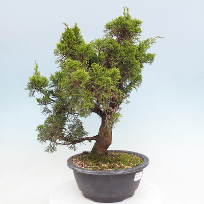 Vonkajší bonsai - Juniperus chinensis Itoigawa -Jalovec čínsky - 4