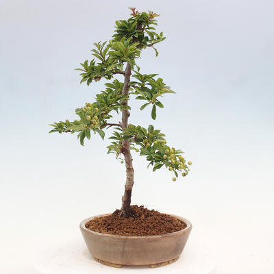 Vonkajší bonsai - Pyracantha tetón - Hlohyňa šarlátová - 4