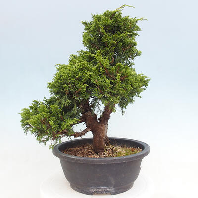 Vonkajší bonsai - Juniperus chinensis Itoigawa -Jalovec čínsky - 4