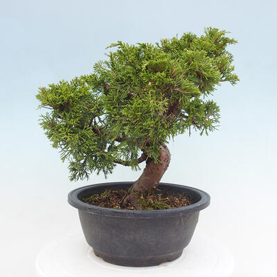 Vonkajší bonsai - Juniperus chinensis Itoigawa -Jalovec čínsky - 4