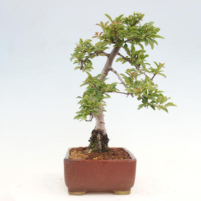 Vonkajší bonsai - Pyracantha tetón - Hlohyňa šarlátová - 4