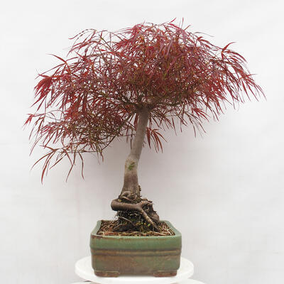 Vonkajší bonsai - Javor dlanitolistý - Acer palmatum RED PYGMY - 4