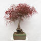 Vonkajší bonsai - Javor dlanitolistý - Acer palmatum RED PYGMY - 4/6