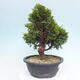 Vonkajší bonsai - Juniperus chinensis Itoigawa -Jalovec čínsky - 4/4