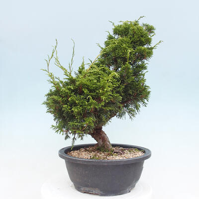 Vonkajší bonsai - Juniperus chinensis Itoigawa -Jalovec čínsky - 4