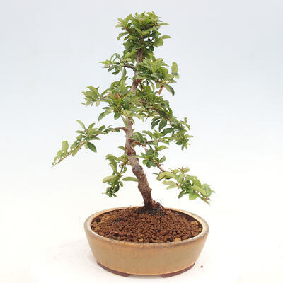 Vonkajší bonsai - Pyracantha tetón - Hlohyňa šarlátová - 4