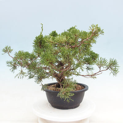 Vonkajší bonsai - Juniperus chinensis Itoigawa -Jalovec čínsky - 4