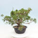 Vonkajší bonsai - Juniperus chinensis Itoigawa -Jalovec čínsky - 4/4