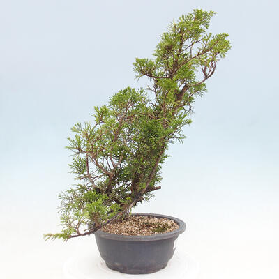 Vonkajší bonsai - Juniperus chinensis Itoigawa -Jalovec čínsky - 4