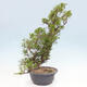 Vonkajší bonsai - Juniperus chinensis Itoigawa -Jalovec čínsky - 4/4