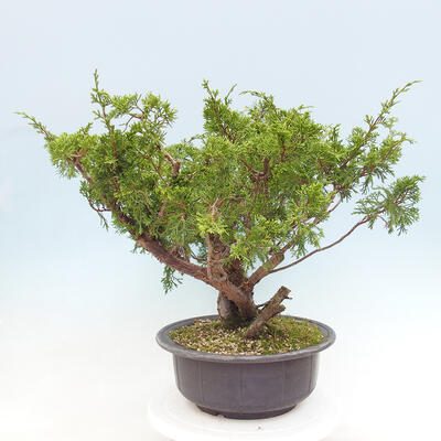 Vonkajší bonsai - Juniperus chinensis Itoigawa -Jalovec čínsky - 4