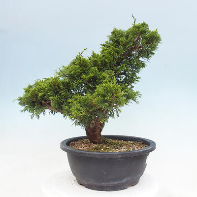 Vonkajší bonsai - Juniperus chinensis Itoigawa -Jalovec čínsky - 4