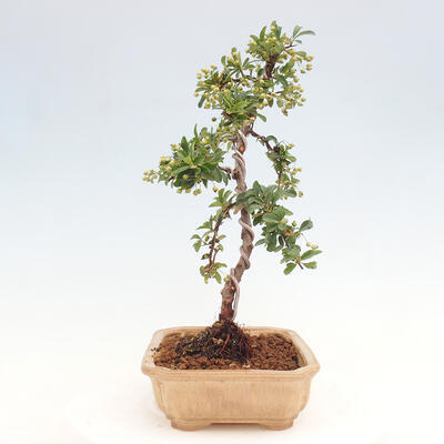 Vonkajší bonsai - Pyracantha tetón - Hlohyňa šarlátová - 4