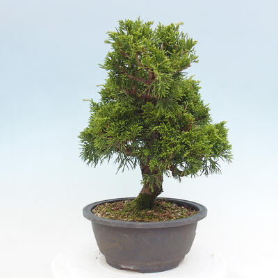 Vonkajší bonsai - Juniperus chinensis Itoigawa -Jalovec čínsky - 4