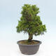 Vonkajší bonsai - Juniperus chinensis Itoigawa -Jalovec čínsky - 4/4