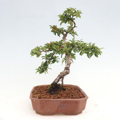 Vonkajší bonsai - Pyracantha tetón - Hlohyňa šarlátová - 4