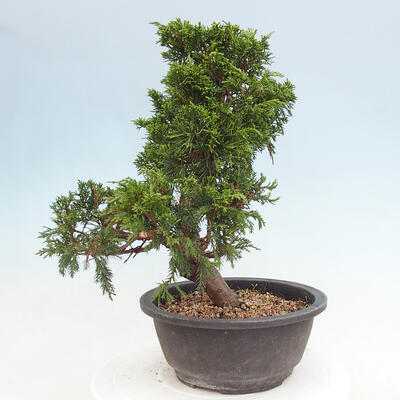 Vonkajší bonsai - Juniperus chinensis Itoigawa -Jalovec čínsky - 4