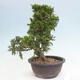 Vonkajší bonsai - Juniperus chinensis Itoigawa -Jalovec čínsky - 4/4