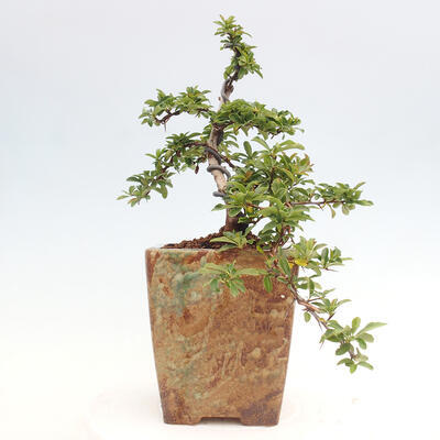 Vonkajší bonsai - Pyracantha tetón - Hlohyňa šarlátová - 4