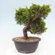 Vonkajší bonsai - Juniperus chinensis Itoigawa -Jalovec čínsky - 4/4