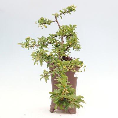 Vonkajší bonsai - Pyracantha tetón - Hlohyňa šarlátová - 4