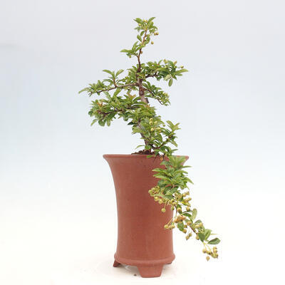 Vonkajší bonsai - Pyracantha tetón - Hlohyňa šarlátová - 4