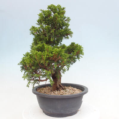 Vonkajší bonsai - Juniperus chinensis Itoigawa -Jalovec čínsky - 4