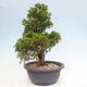 Vonkajší bonsai - Juniperus chinensis Itoigawa -Jalovec čínsky - 4/4