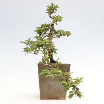 Vonkajší bonsai - Pyracantha tetón - Hlohyňa šarlátová - 4