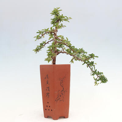 Vonkajší bonsai - Pyracantha tetón - Hlohyňa šarlátová - 4