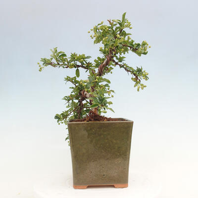 Vonkajší bonsai - Pyracantha tetón - Hlohyňa šarlátová - 4