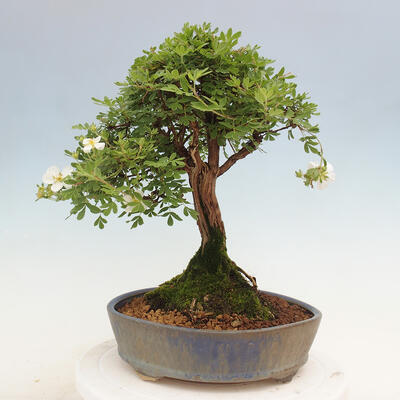 Vonkajší bonsai - Potentilla Alba - Mochna biela - 4