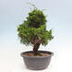 Vonkajší bonsai - Juniperus chinensis Itoigawa -Jalovec čínsky - 4/4