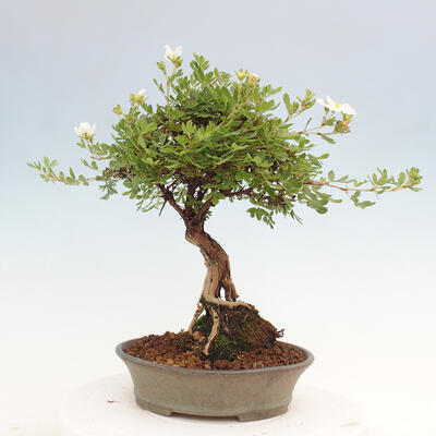 Vonkajší bonsai - Potentilla Alba - Mochna biela - 4