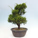 Vonkajší bonsai - Juniperus chinensis Itoigawa -Jalovec čínsky - 4/4