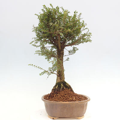 Vonkajšie bonsai - Zelkova - Zelkova NIRE - 4