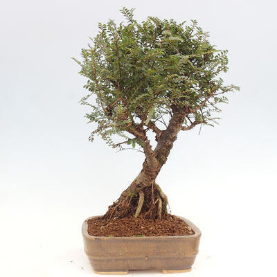 Vonkajšie bonsai - Zelkova - Zelkova NIRE - 4