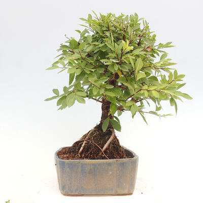 Vonkajšie bonsai - Zelkova - Zelkova NIRE - 4