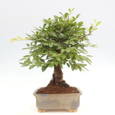 Vonkajšie bonsai - Zelkova - Zelkova NIRE - 4