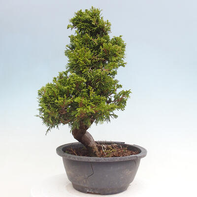 Vonkajší bonsai - Juniperus chinensis Itoigawa -Jalovec čínsky - 4