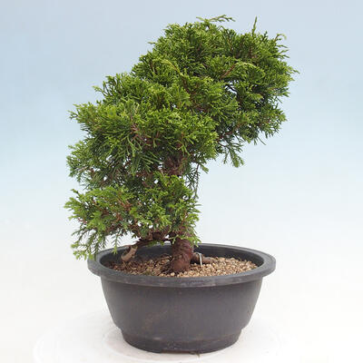 Vonkajší bonsai - Juniperus chinensis Itoigawa -Jalovec čínsky - 4